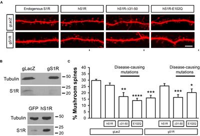 Mutational Analysis of Sigma-1 Receptor’s Role in Synaptic Stability